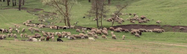 Sheep and goats graze on green grass in spring