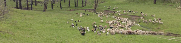 Sheep Goats Graze Green Grass Spring — Stock Photo, Image