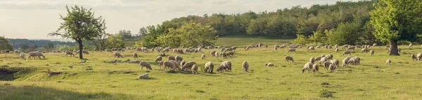 Koyunlar Keçiler Baharda Yeşil Çimlerde Otlar — Stok fotoğraf