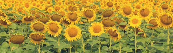 Sunflower Field Sunflowers Sun Blue Sky Background — Stock Photo, Image