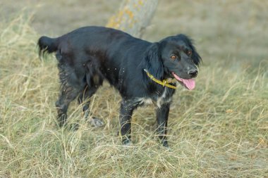 Alman avcı köpeği Drathaar, güzel köpek portresi.