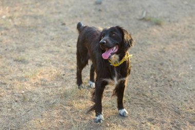 Alman avcı köpeği Drathaar, güzel köpek portresi.