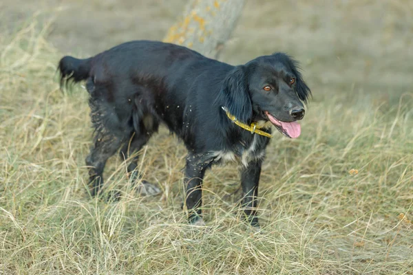Alman avcı köpeği Drathaar, güzel köpek portresi.