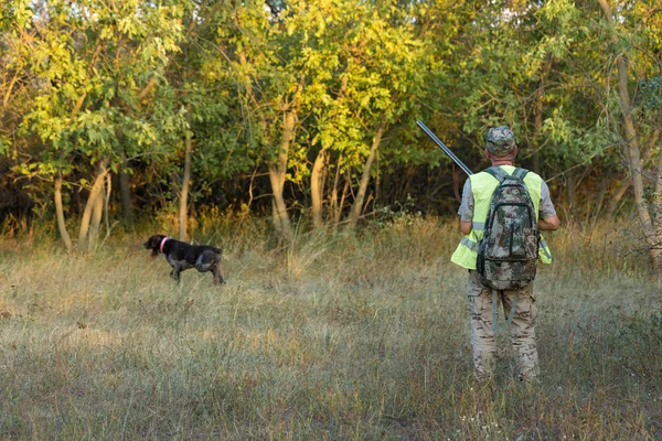 Av dönemi, sonbahar sezonu açıldı. Avcı elinde silahla sonbahar ormanında av elbisesi içinde ganimet arıyor..
