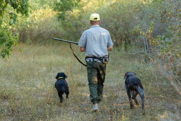 Av dönemi, sonbahar sezonu açıldı. Avcı elinde silahla sonbahar ormanında av elbisesi içinde ganimet arıyor..