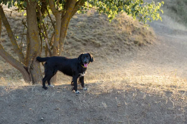 Alman avcı köpeği Drathaar, güzel köpek portresi.