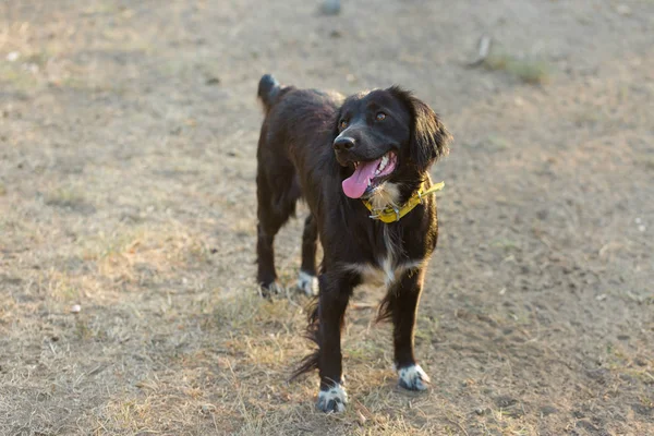 Alman avcı köpeği Drathaar, güzel köpek portresi.