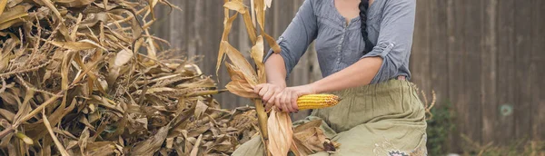 Фермер Держит Колосья Пшеницы Поле — стоковое фото