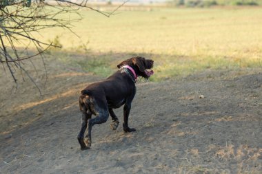 Alman avcı köpeği Drathaar, güzel köpek portresi.