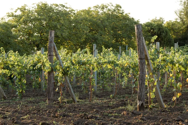Wijngaard Plantages Prachtig Uitzicht Wijngaard Rijen — Stockfoto