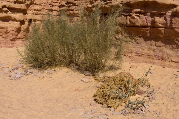 Kolorowy Kanion Jest Formacja Skalna Półwyspie Synaj Południowy Egipt Pustynia — Zdjęcie stockowe