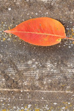 Sonbahar yaprakları yerde.