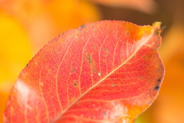 Ağaçta sonbahar yaprakları
