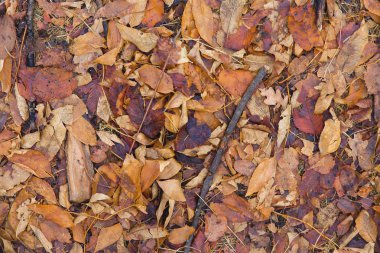 Sonbahar yaprakları yerde.