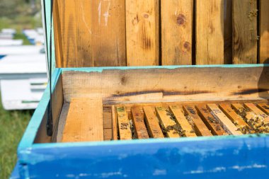 Balmumu bal peteği ve üzerinde arılar olan bir çerçeve. Apiary iş akışı.