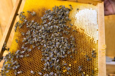 Balmumu bal peteği ve üzerinde arılar olan bir çerçeve. Apiary iş akışı.