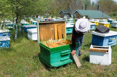 Bahçedeki özel bir arı kovanında bir sıra arı kovanı. Bal endüstrisi.