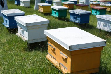 Bahçedeki özel bir arı kovanında bir sıra arı kovanı. Bal endüstrisi.