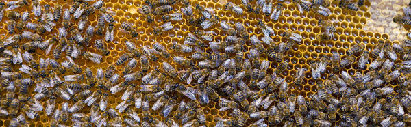 Closeup of a frame with a wax honeycomb of honey with bees on them. Apiary workflow.