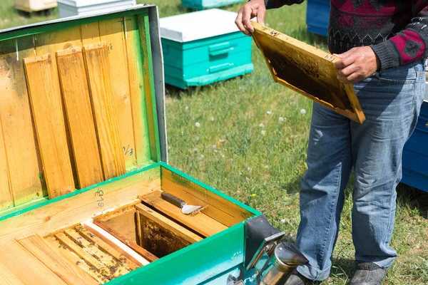 Arı kovanındaki bir çiftçi balmumu petekleriyle çerçeveleri tutar. Bal koleksiyonu için planlanmış hazırlık.