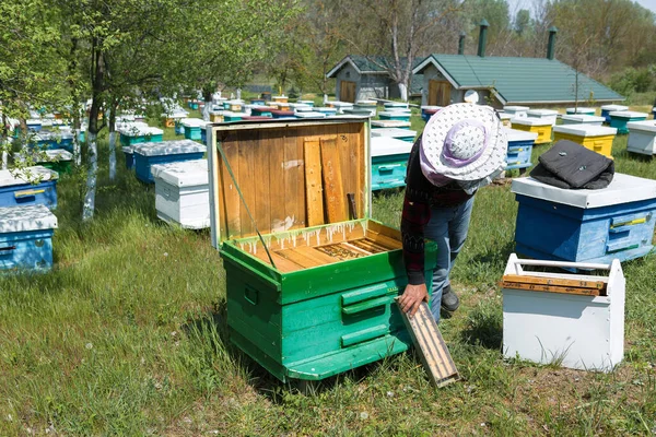 Bahçedeki özel bir arı kovanında bir sıra arı kovanı. Bal endüstrisi.