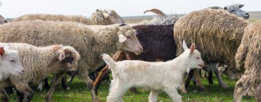 Koyunlar ve keçiler baharda yeşil çimlerde otlar.