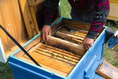Arı kovanındaki bir çiftçi balmumu petekleriyle çerçeveleri tutar. Bal koleksiyonu için planlanmış hazırlık.