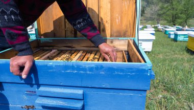 Arı kovanındaki bir çiftçi balmumu petekleriyle çerçeveleri tutar. Bal koleksiyonu için planlanmış hazırlık.