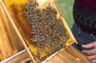 Arı kovanındaki bir çiftçi balmumu petekleriyle çerçeveleri tutar. Bal koleksiyonu için planlanmış hazırlık.