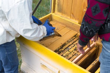 Arı kovanındaki bir çiftçi balmumu petekleriyle çerçeveleri tutar. Bal koleksiyonu için planlanmış hazırlık.