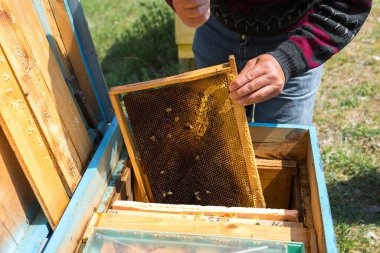 Arı kovanındaki bir çiftçi balmumu petekleriyle çerçeveleri tutar. Bal koleksiyonu için planlanmış hazırlık.