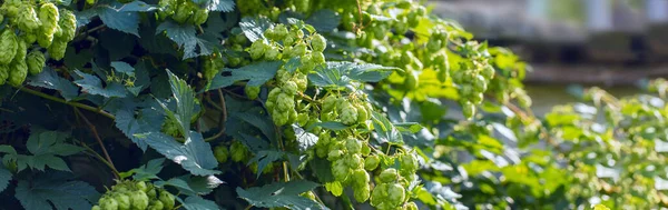 Doğal taze bira yapmak için sepetteki zıplama konileri, demlenme konsepti. Güzel panoramik görüntü, renkli..