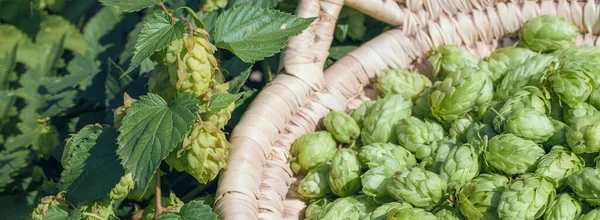 Humlekottar Korg För Framställning Naturligt Färskt Bryggningskoncept Vacker Panoramabild Tonad — Stockfoto