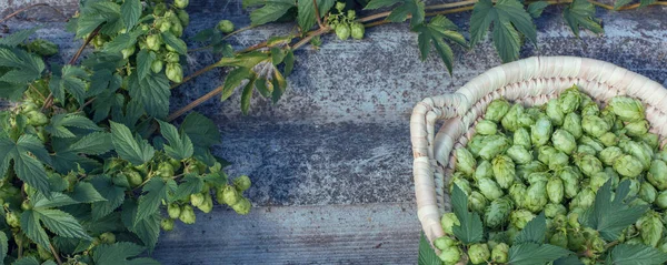 Hopfenzapfen Einem Korb Zur Herstellung Von Natürlichem Frischem Bier Braukonzept — Stockfoto