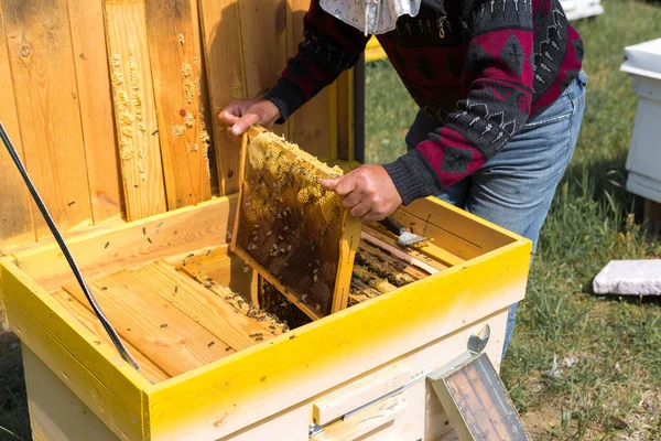 Farmář Včelíně Drží Rámy Voskovými Plásty Plánovaná Příprava Sběr Medu — Stock fotografie