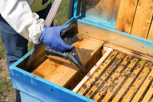 Arı kovanındaki bir çiftçi balmumu petekleriyle çerçeveleri tutar. Bal koleksiyonu için planlanmış hazırlık.