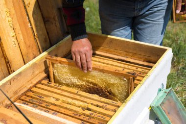Arı kovanındaki bir çiftçi balmumu petekleriyle çerçeveleri tutar. Bal koleksiyonu için planlanmış hazırlık.