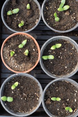 Sera koşullarında doğal gübre içeren saksılarda salatalık filizlerinin filizlenmesi.