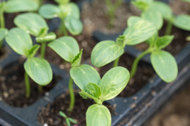 Sera koşullarında doğal gübre içeren saksılarda salatalık filizlerinin filizlenmesi.
