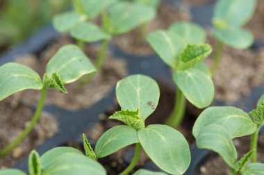 Sera koşullarında doğal gübre içeren saksılarda salatalık filizlerinin filizlenmesi.