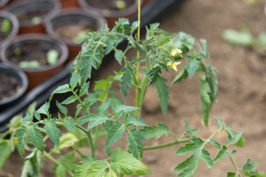 Sera koşullarında doğal gübre içeren saksılarda domates fidelerinin filizlenmesi.