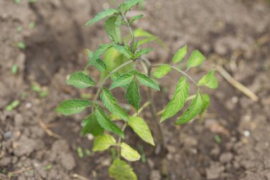 Sera koşullarında doğal gübre içeren saksılarda domates fidelerinin filizlenmesi.