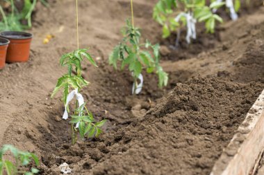 Sera koşullarında doğal gübre içeren saksılarda domates fidelerinin filizlenmesi.