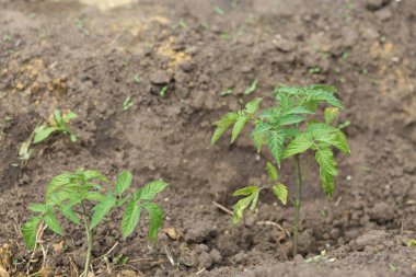 Sera koşullarında doğal gübre içeren saksılarda domates fidelerinin filizlenmesi.
