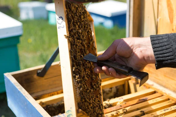 Contadino Ape Apiario Tiene Cornici Con Favi Cera Preparazione Prevista — Foto Stock