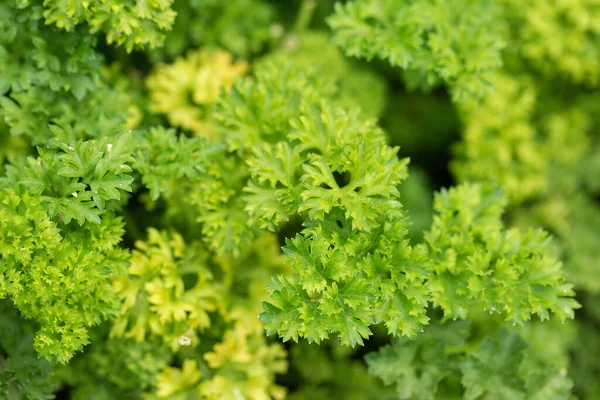 Primeros Planos Jugosas Ramas Perejil Fresco Especias Vegetarianas Útiles — Foto de Stock