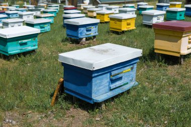 Bahçedeki özel bir arı kovanında bir sıra arı kovanı. Bal endüstrisi.