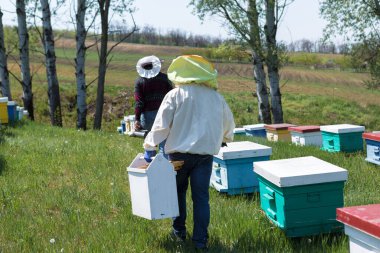 Bahçedeki özel bir arı kovanında bir sıra arı kovanı. Bal endüstrisi.