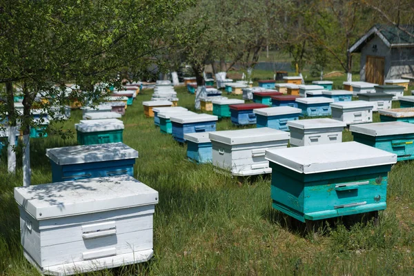 Bahçedeki özel bir arı kovanında bir sıra arı kovanı. Bal endüstrisi.