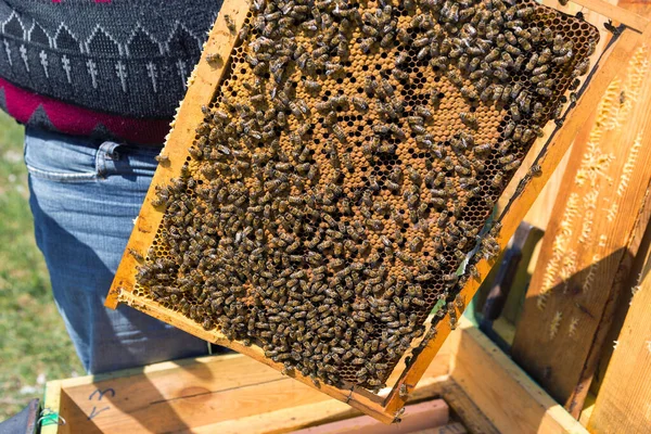 Arı Kovanındaki Bir Çiftçi Balmumu Petekleriyle Çerçeveleri Tutar Bal Koleksiyonu — Stok fotoğraf